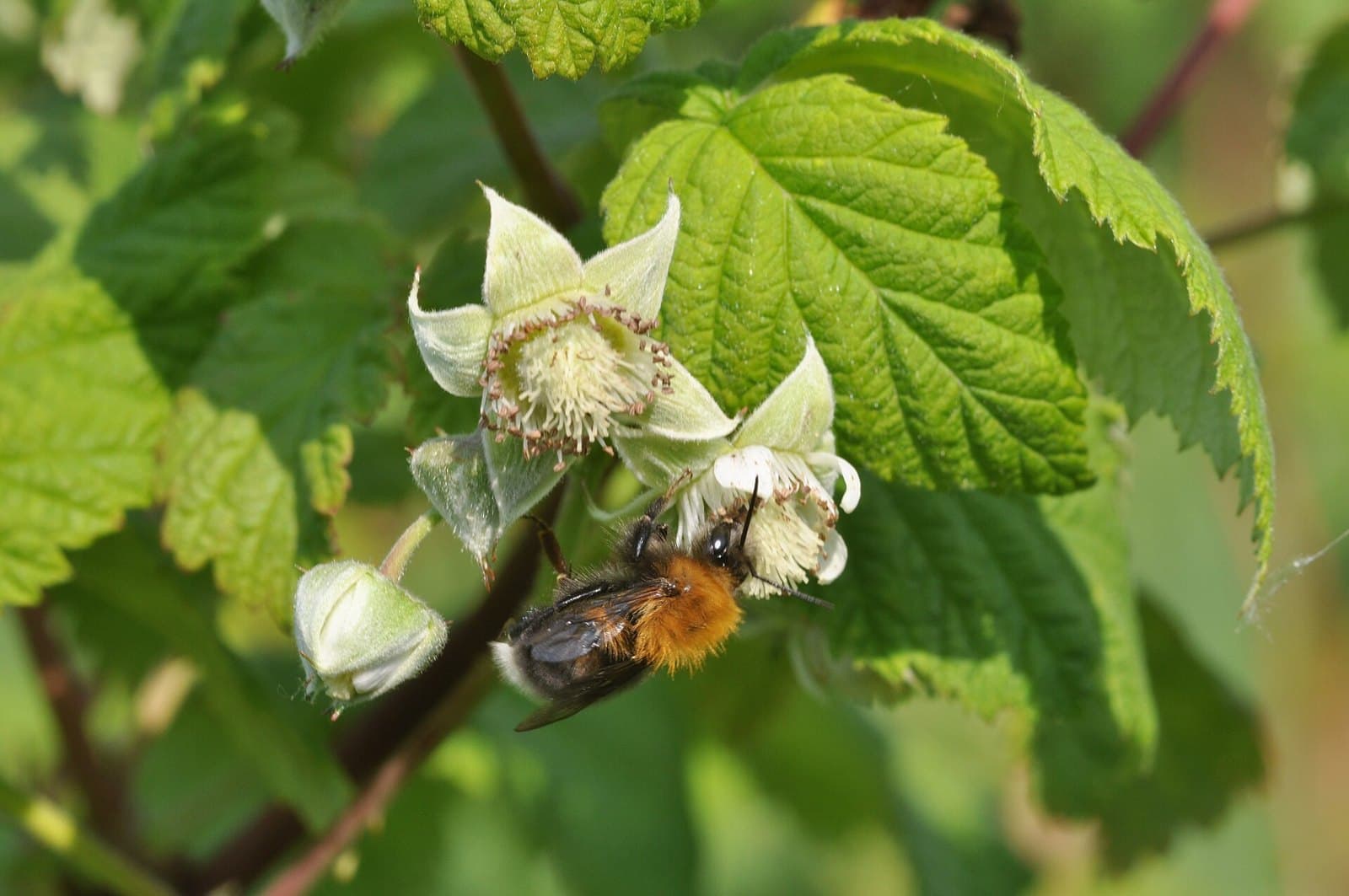 Raspberry flower