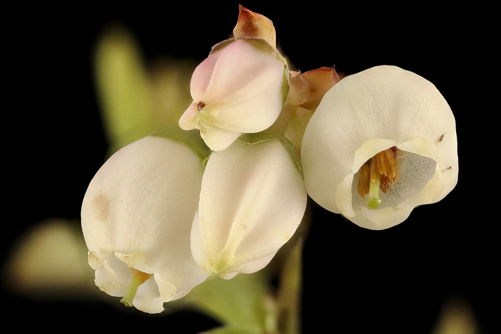 Blueberry flowers