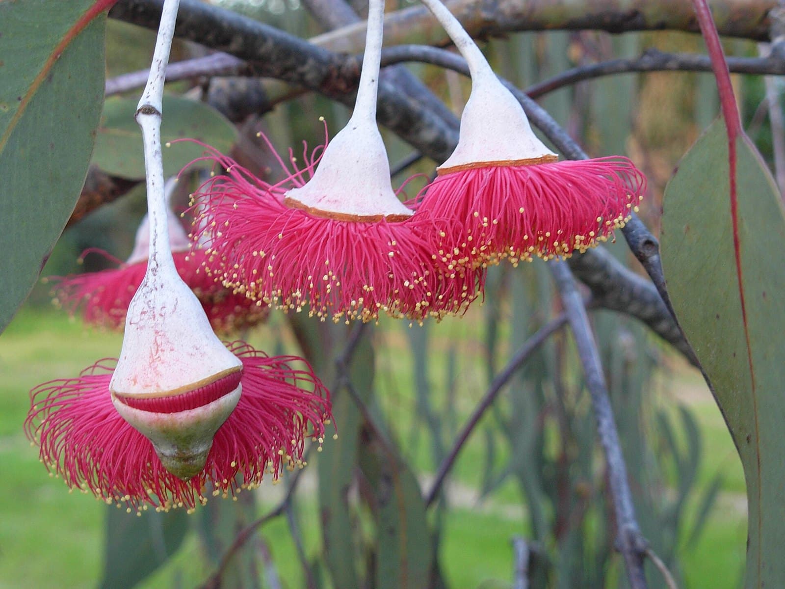 Gungurru (Eucalyptus caesia) flowers