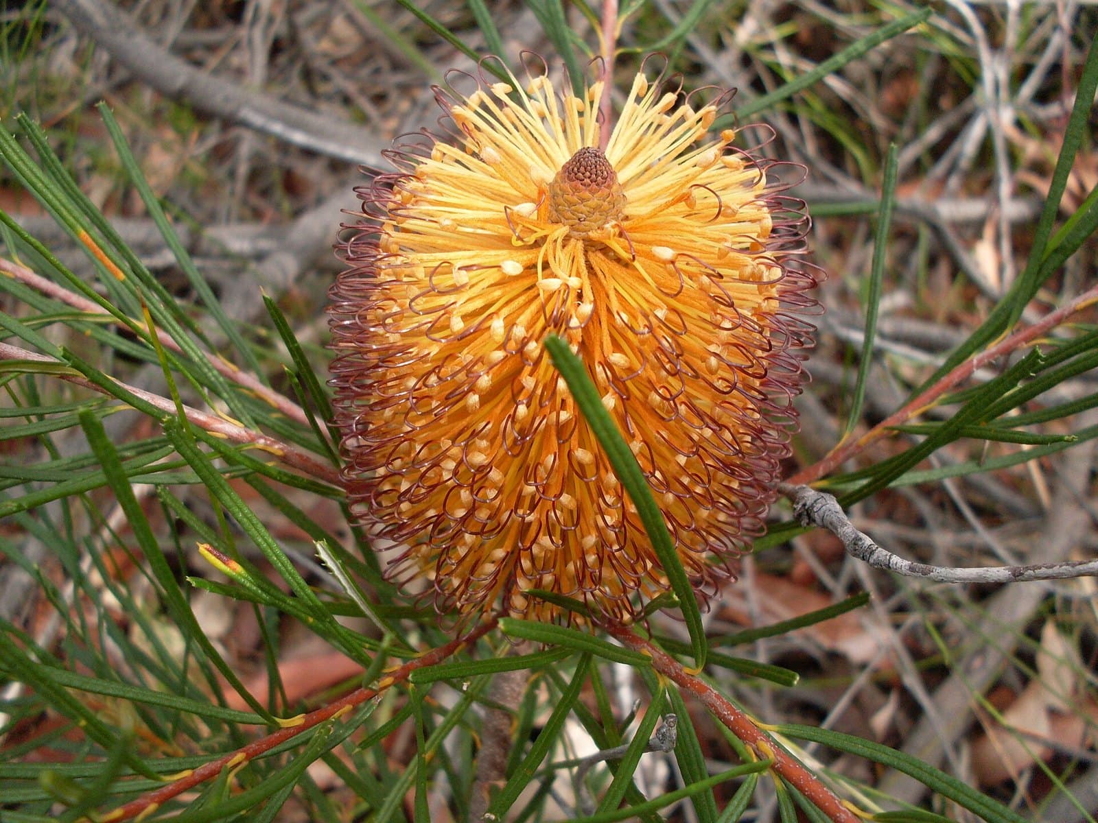 Hairpin banksia flower