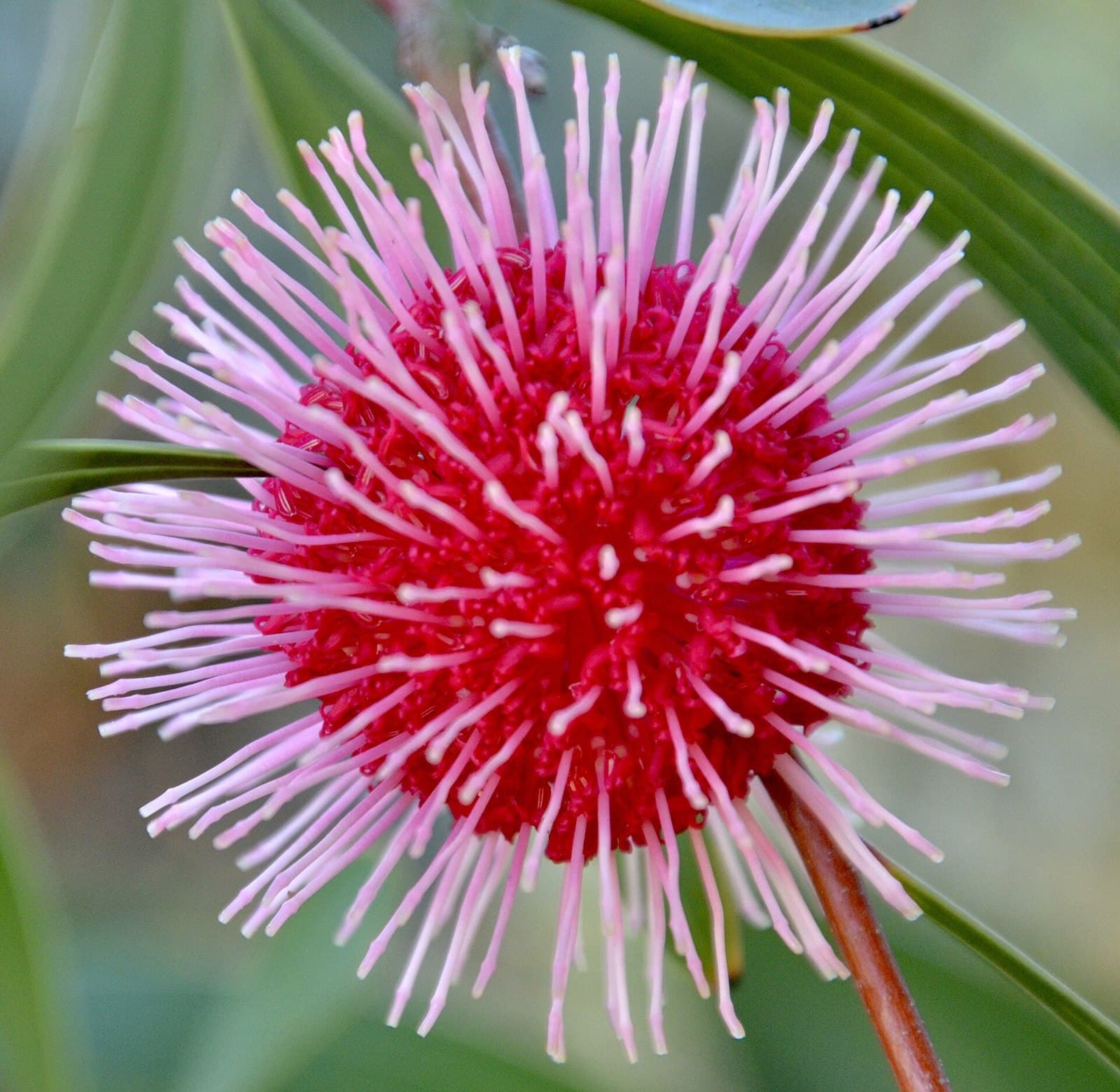 Pincushion hakea flower