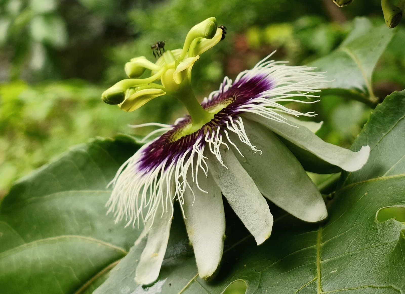 Passionfruit flower