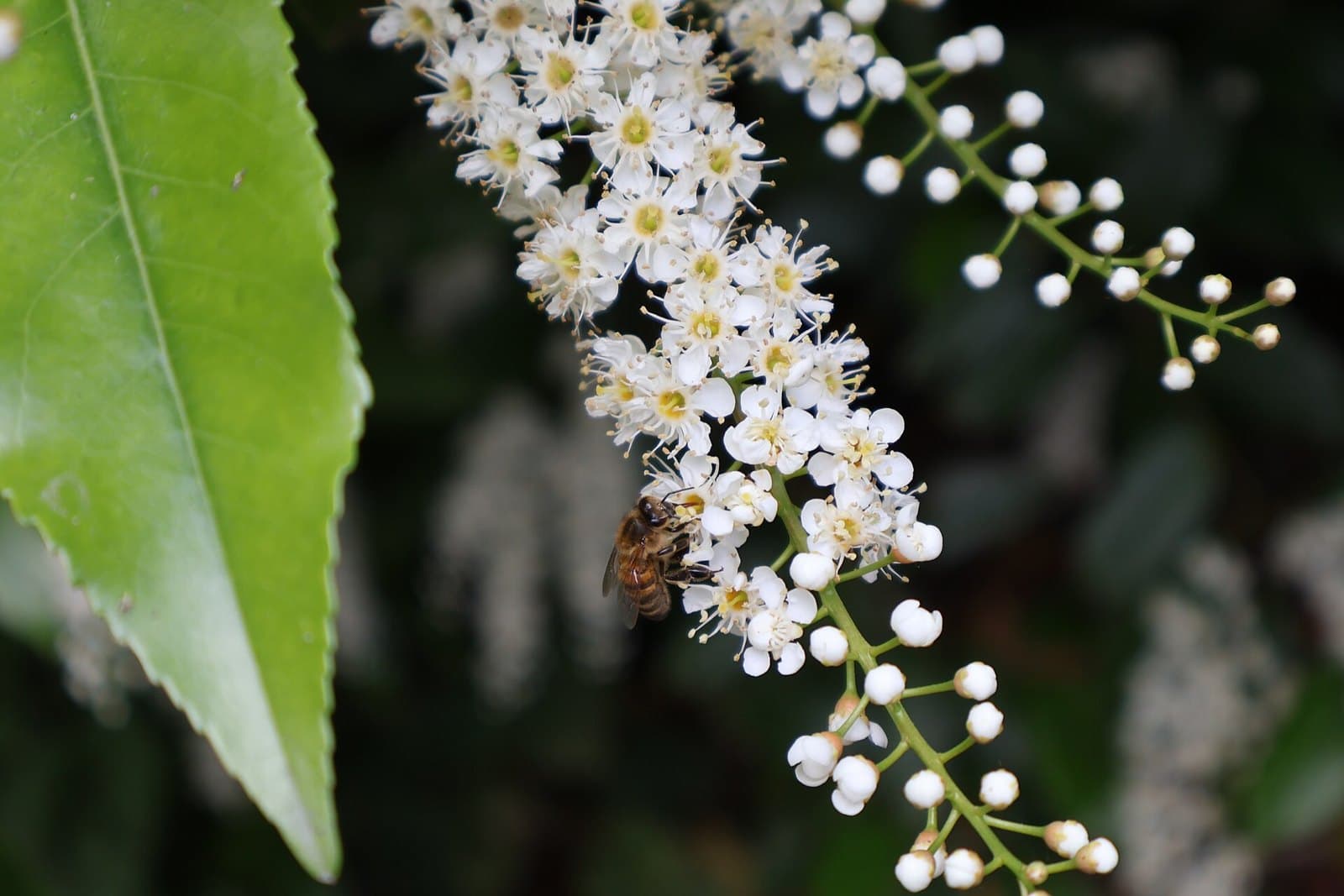 Honeybee on Portugal laurel flowers
