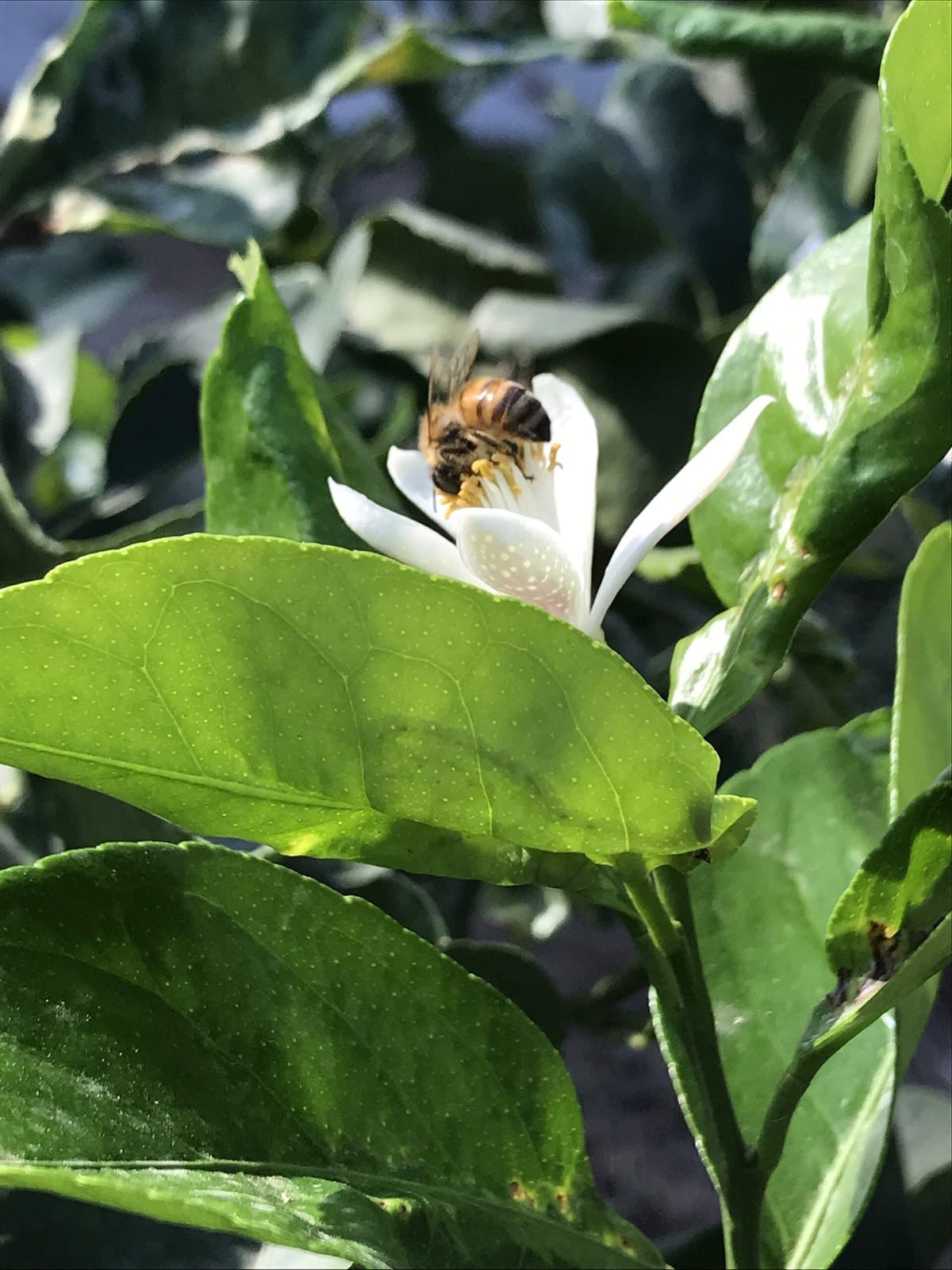 Honeybee on a lemon flower