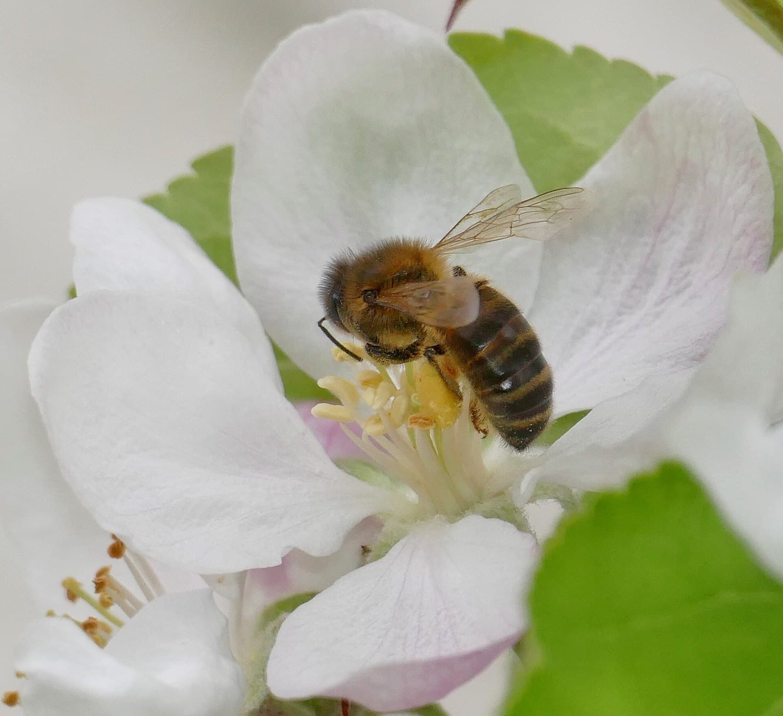 Honeybee on apple blossom