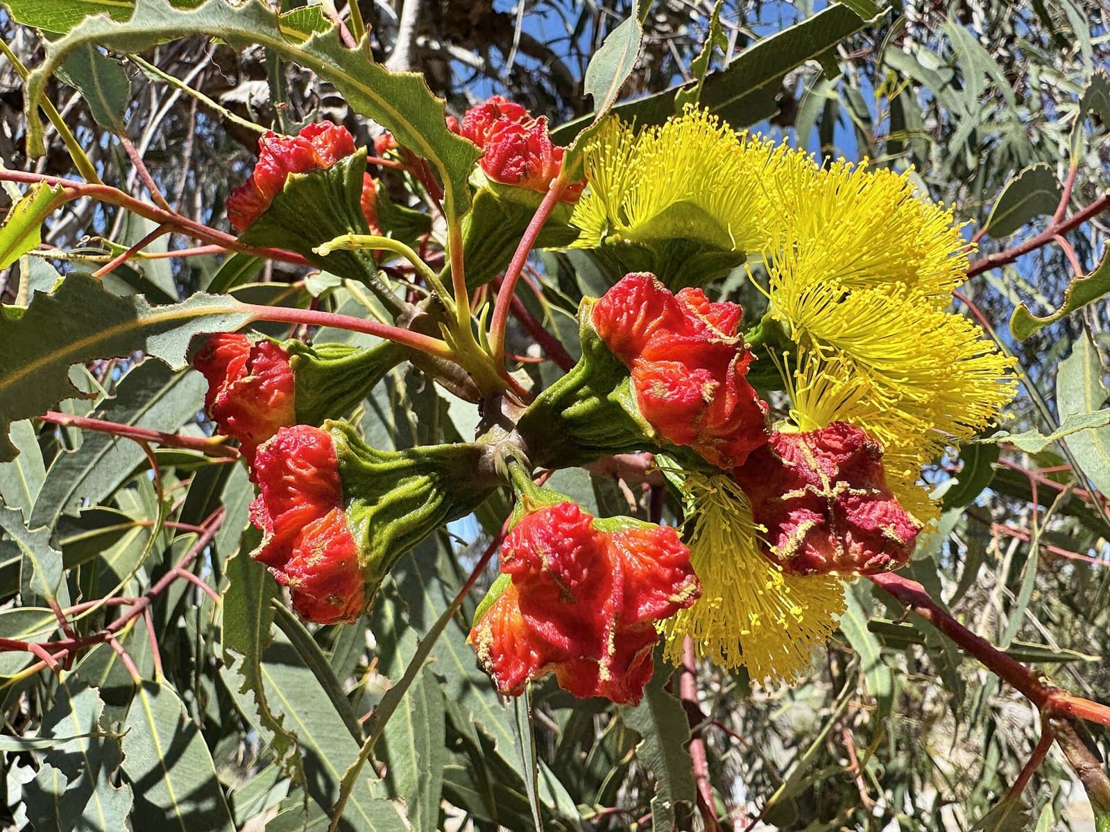 Red cap gum (Eucalyptus erythrocorys) flowers