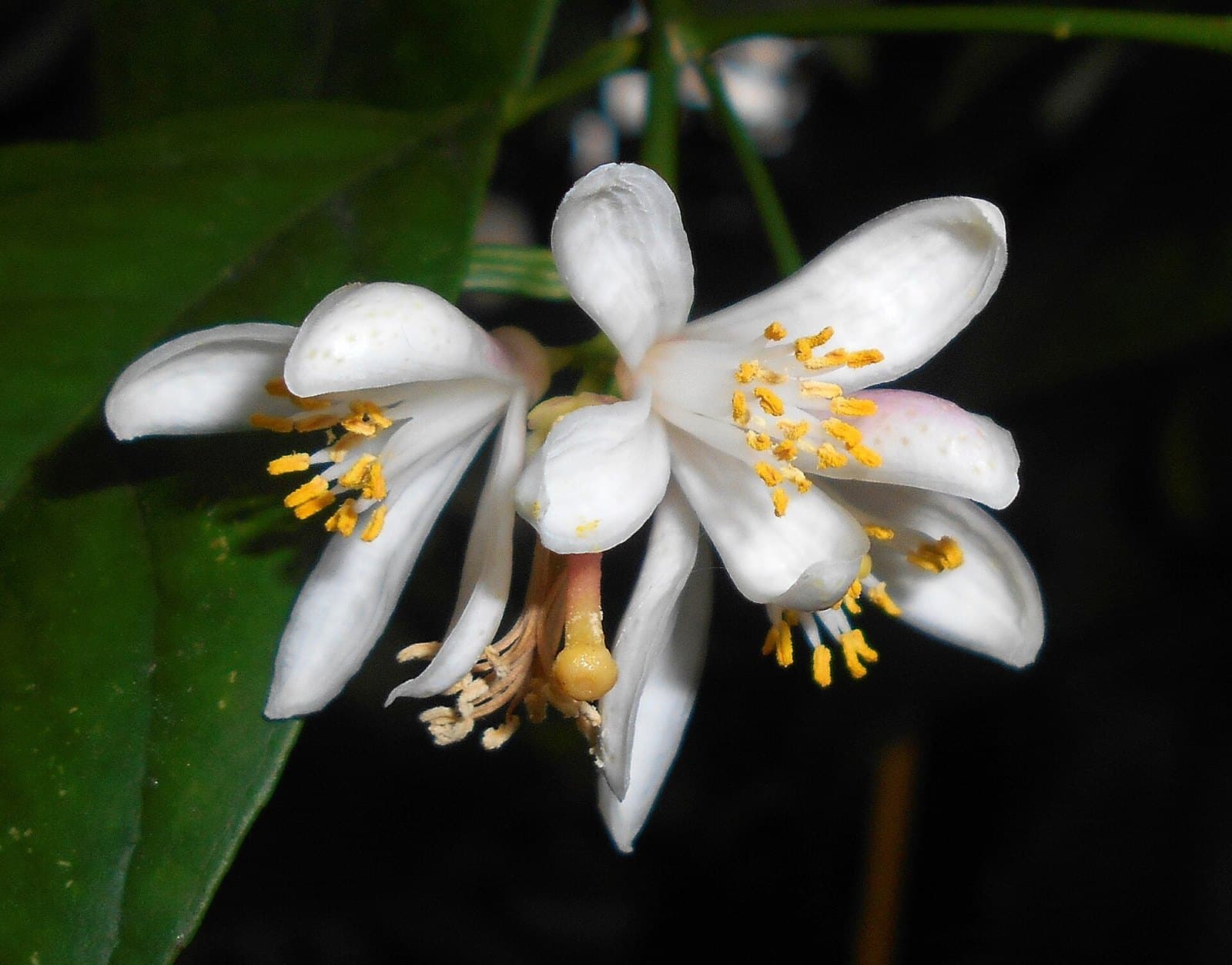 Mandarin flowers