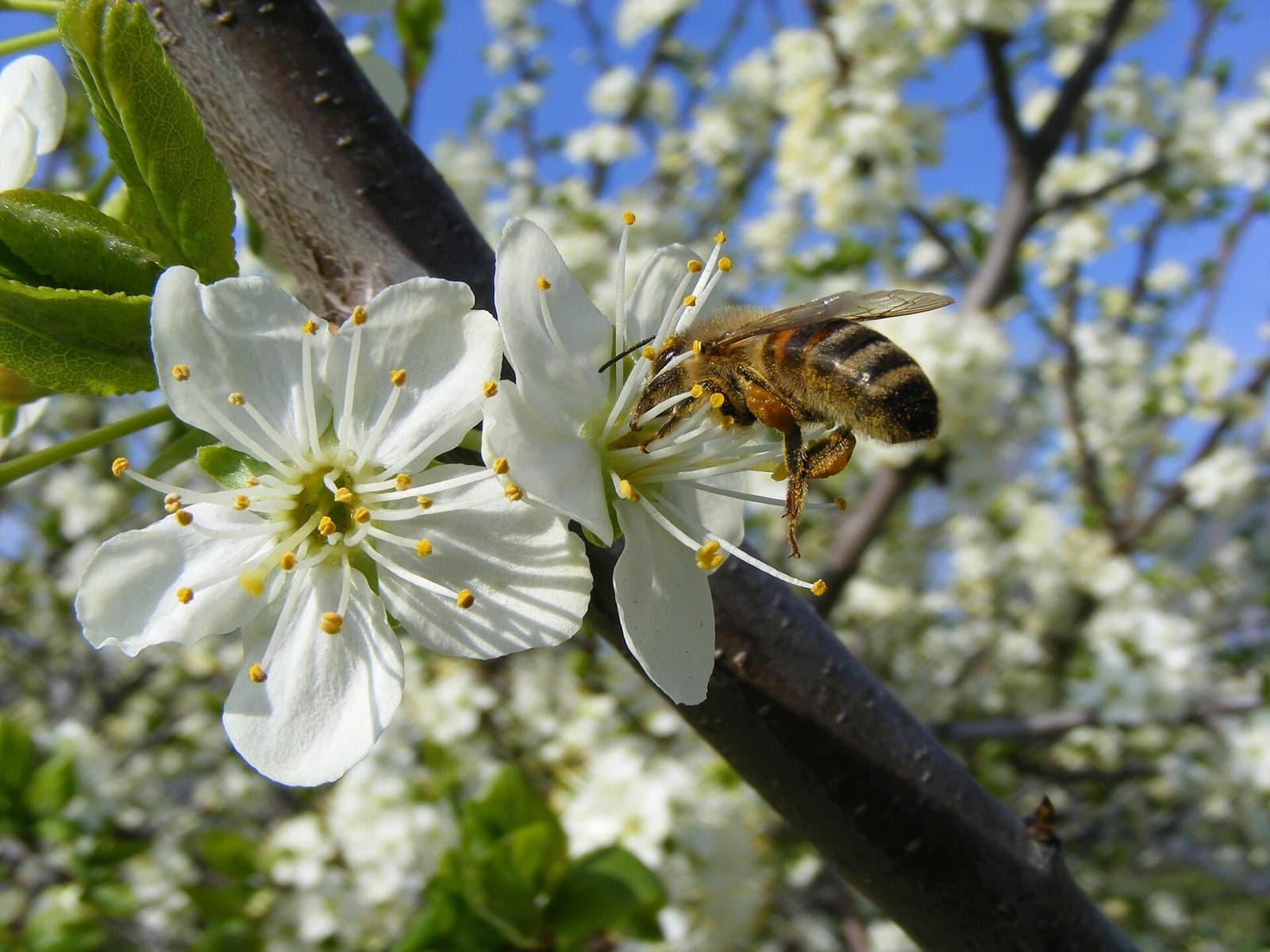 Honeybee on plum blossom