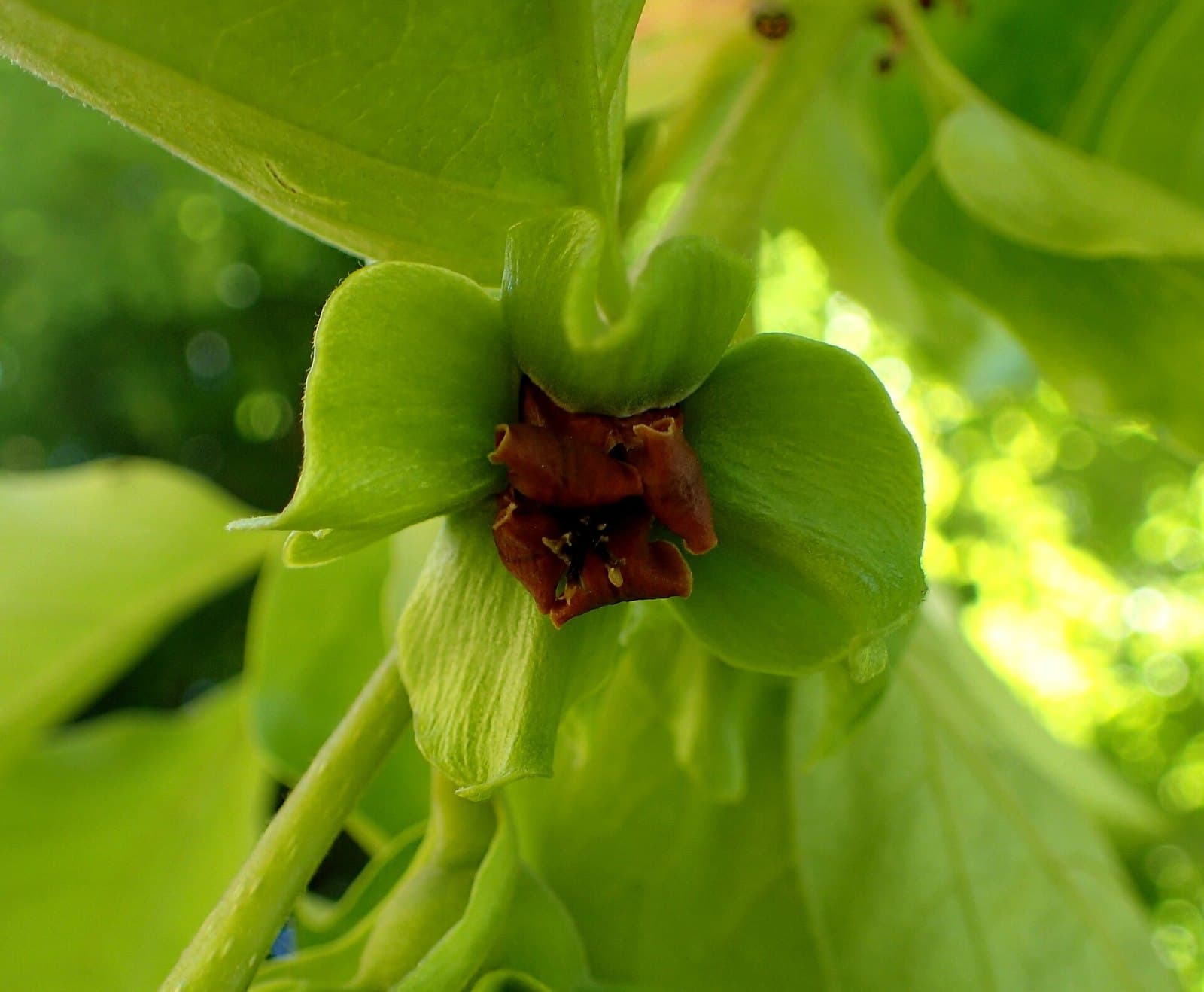 Persimmon flower