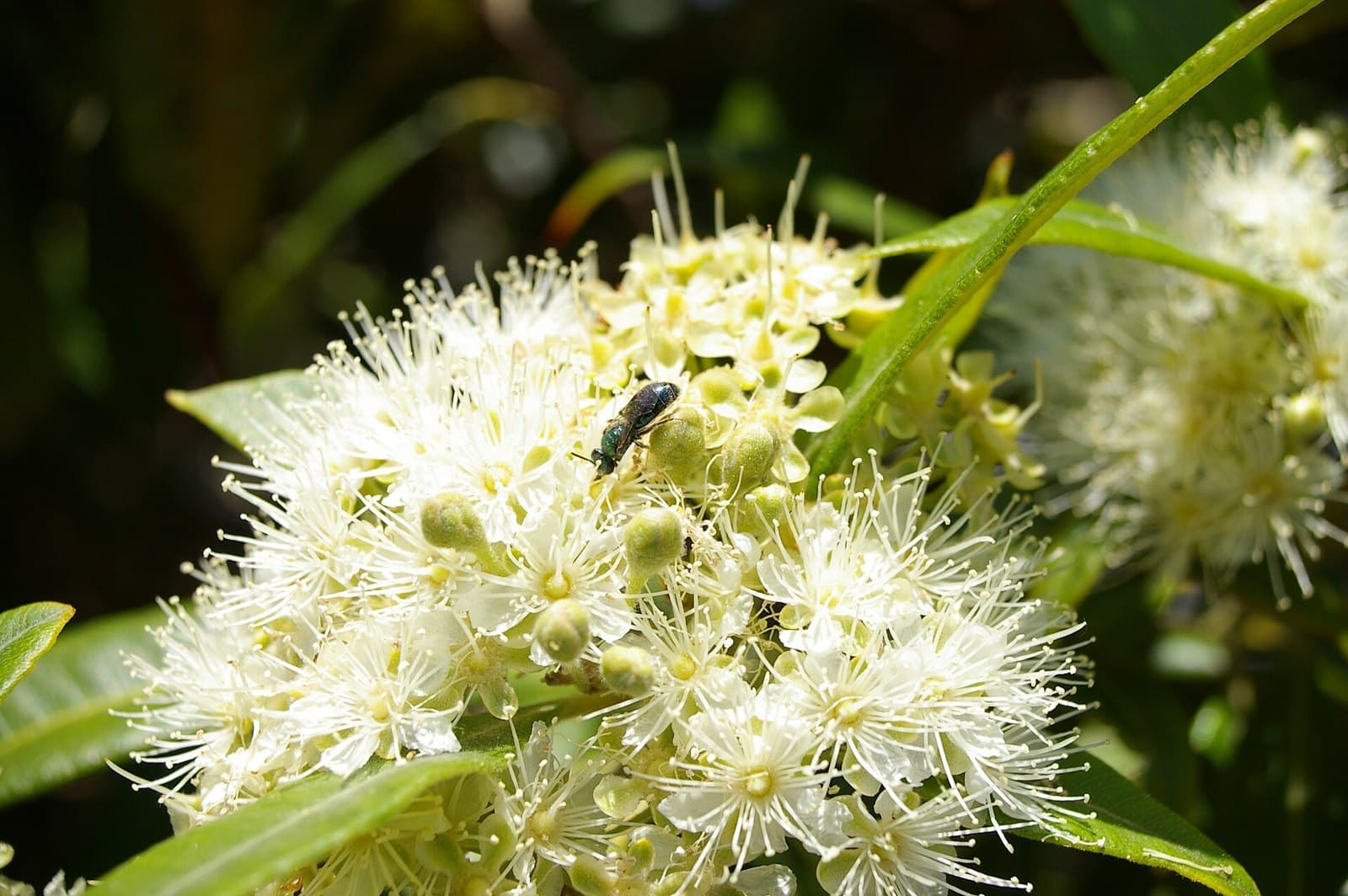 Stingless bee on lemon myrtle flowers