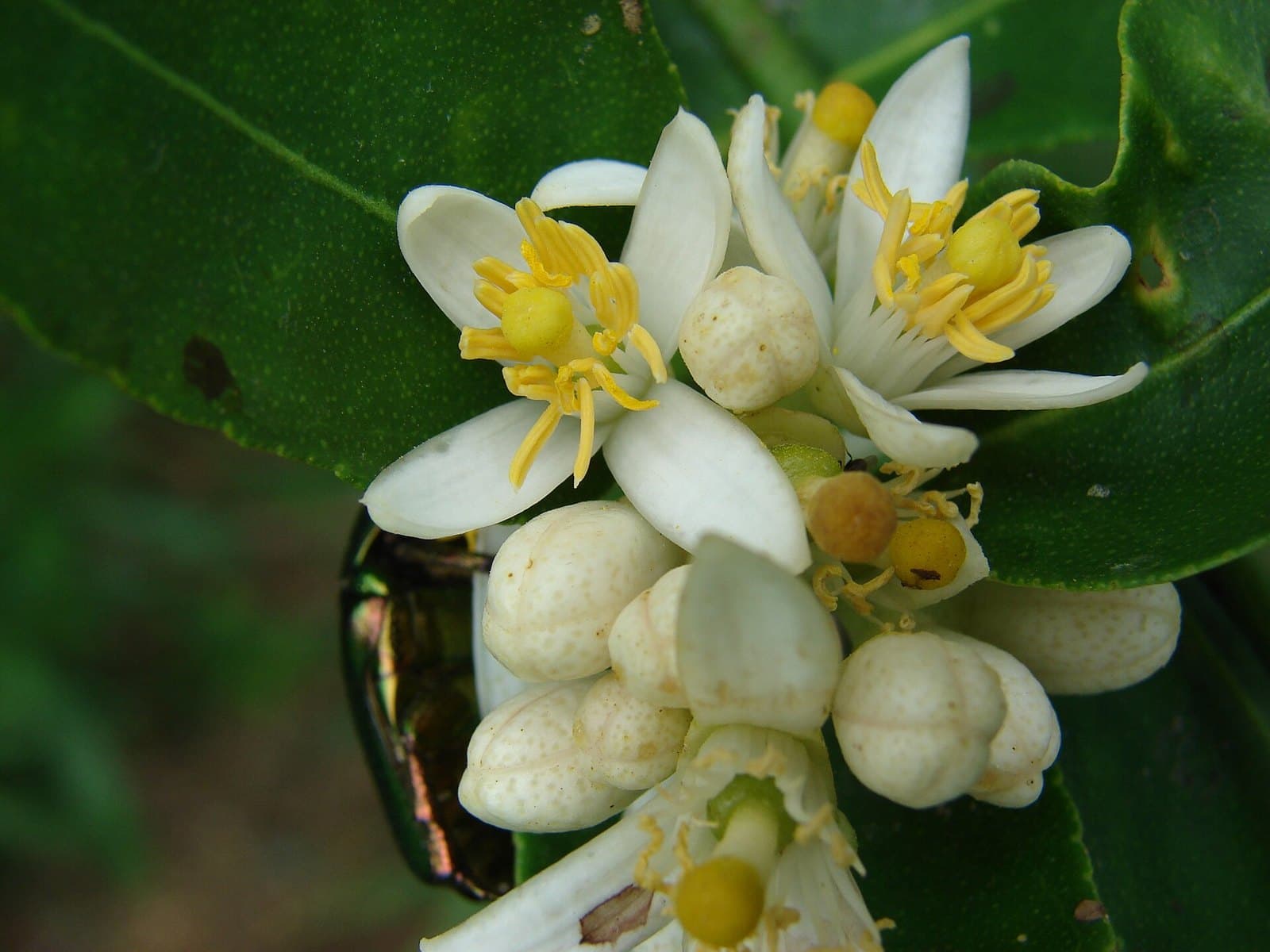 Lime (Citrus aurantiifolia) flowers