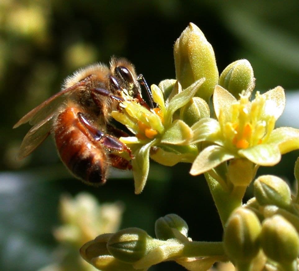 Honeybee on avocado flowers