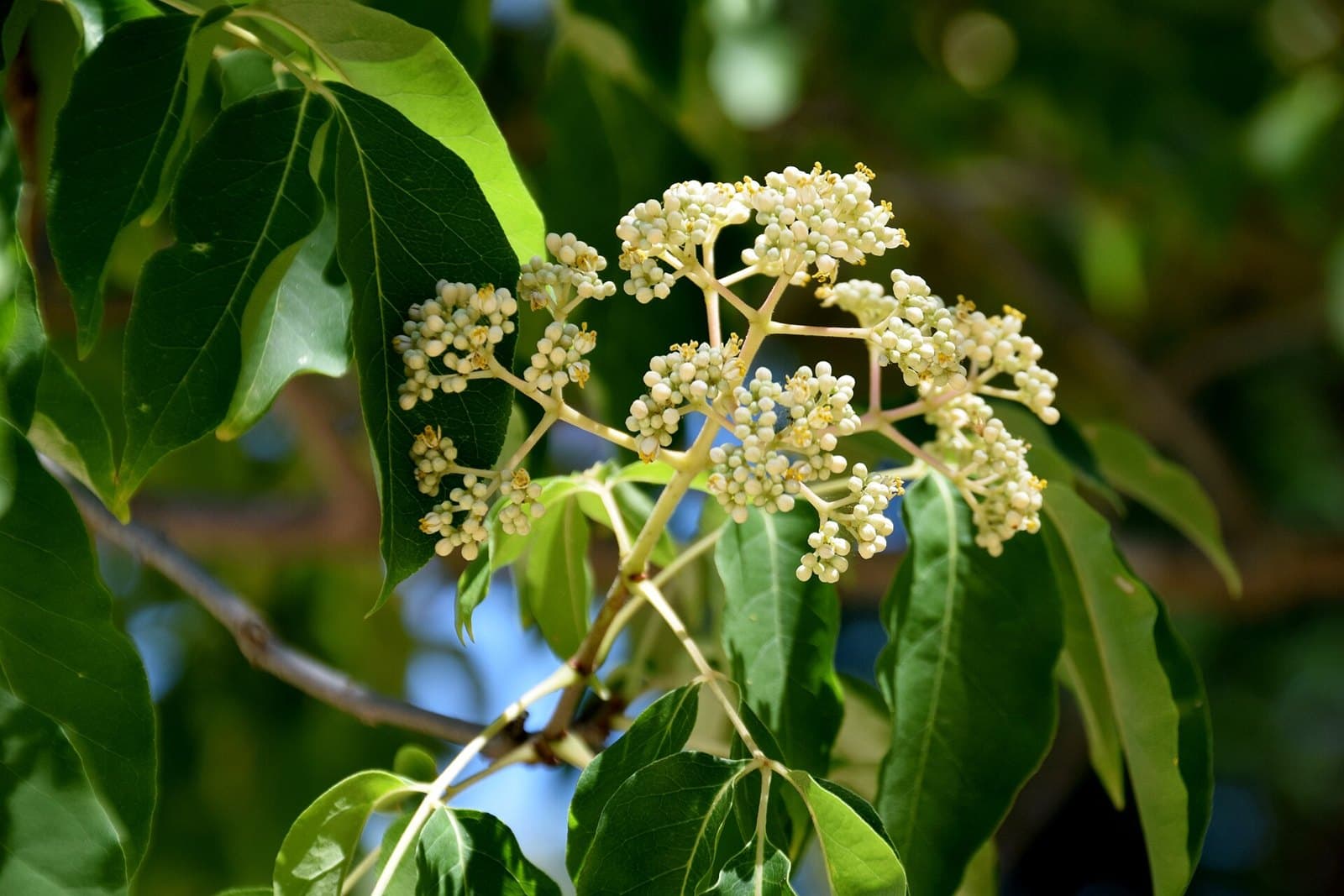 Bee bee tree (Tetradium daniellii) flowers