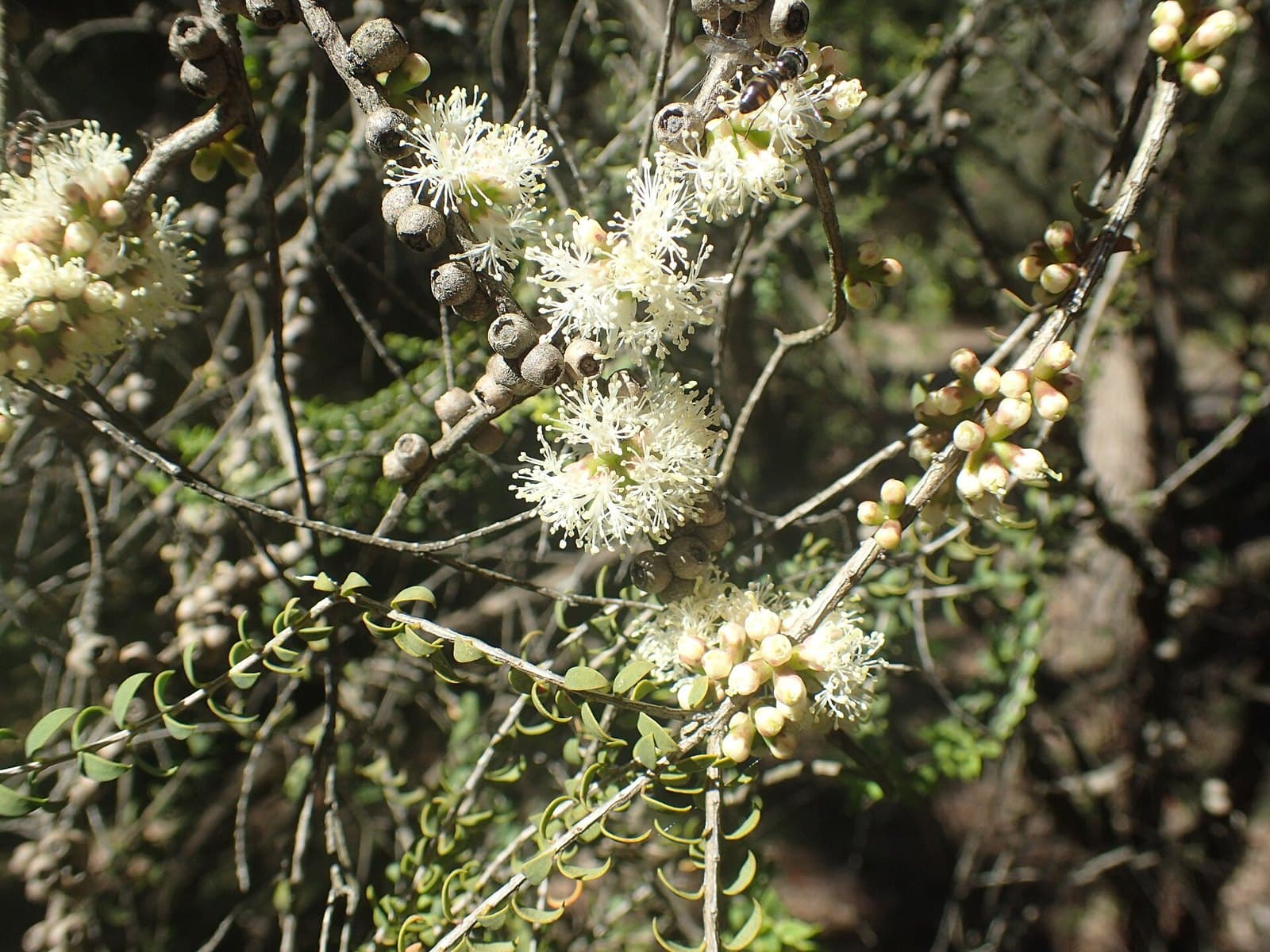 Dryland tea tree (Melaleuca lanceolata) flowers