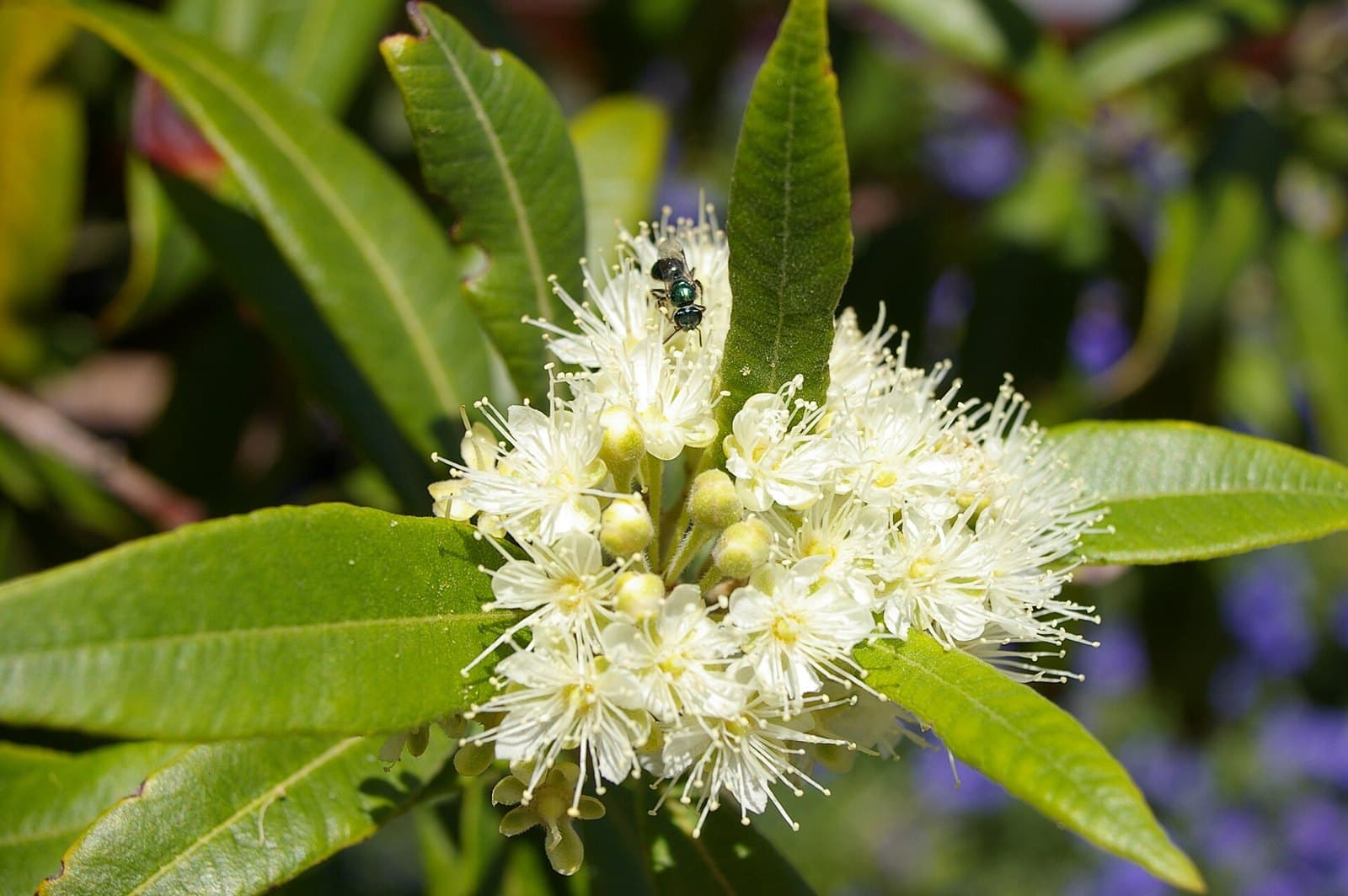 Stingless bee (Tetragonula carbonaria) on lemon myrtle flowers