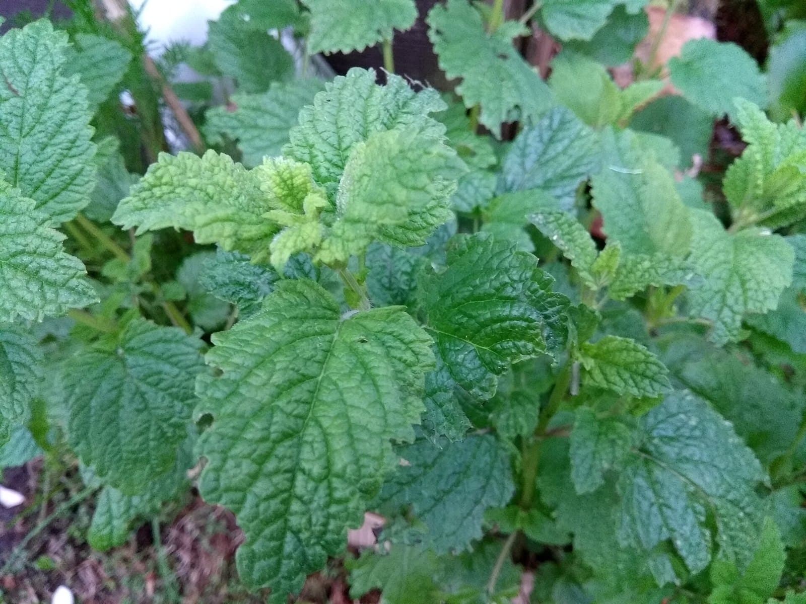 Lemon balm (Melissa officinalis) leaves