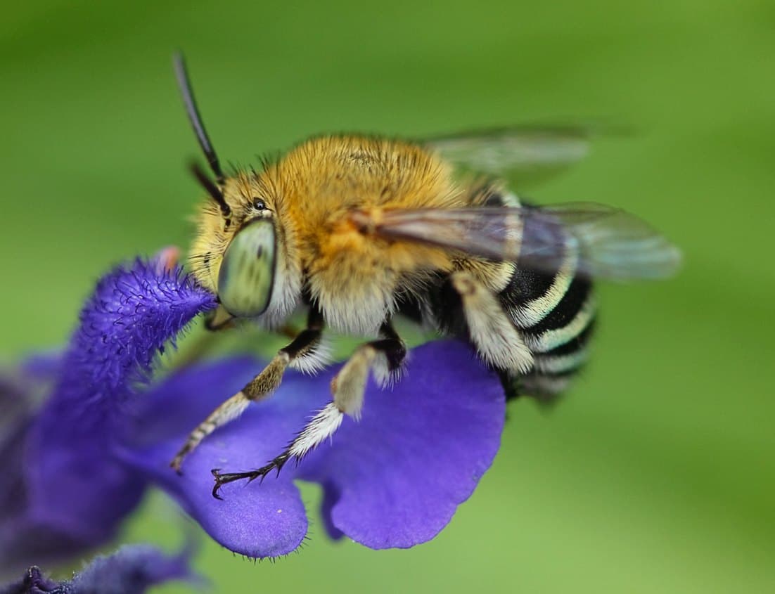 Blue-banded bee on a flower
