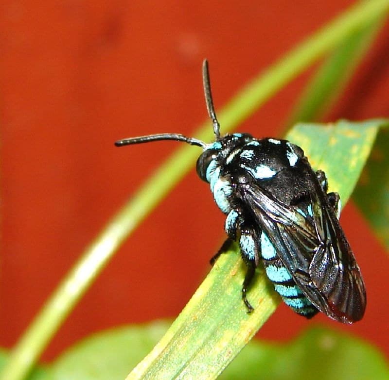 Neon cuckoo bee (Thyreus)