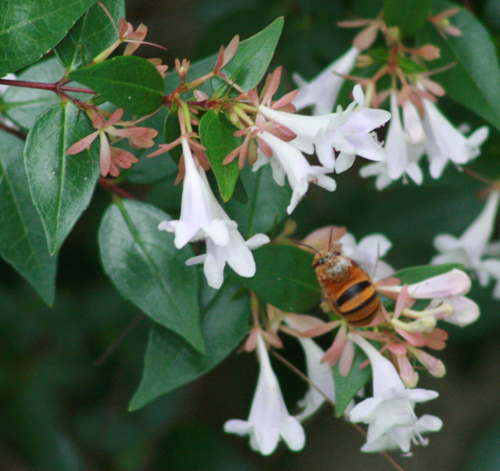 Teddy bear bee on abelia flowers