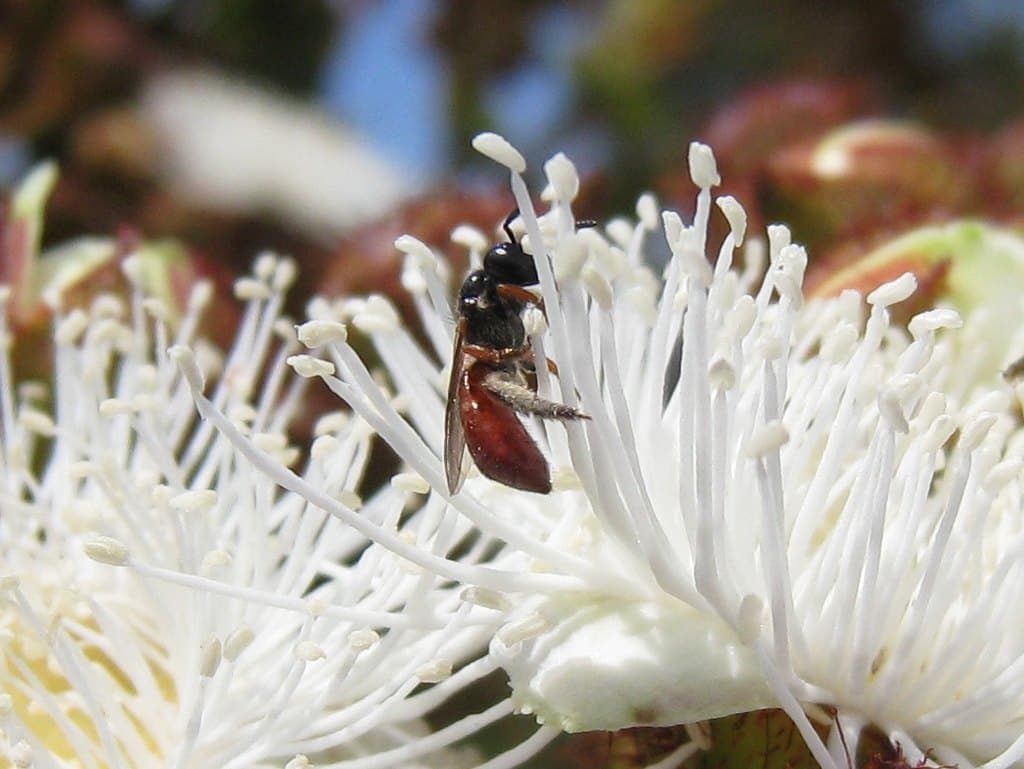 Reed bee (Exoneura) on Angophora flowers