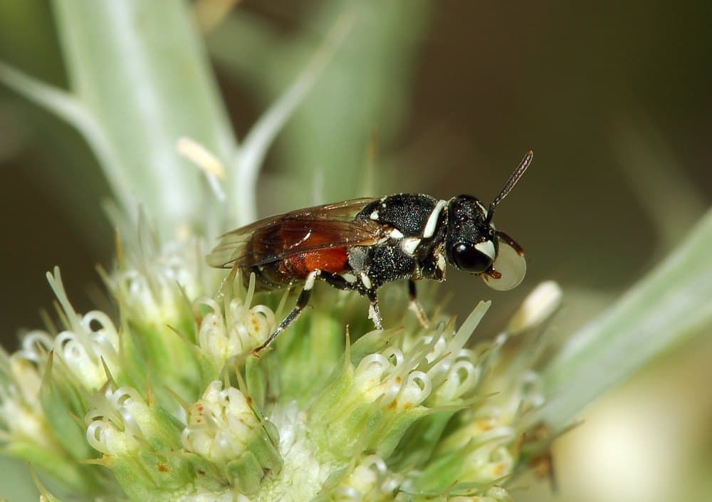 Masked bee (Hylaeus) on flowers