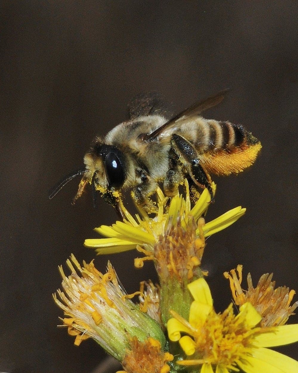 Leafcutter bee (Megachile) on a flower