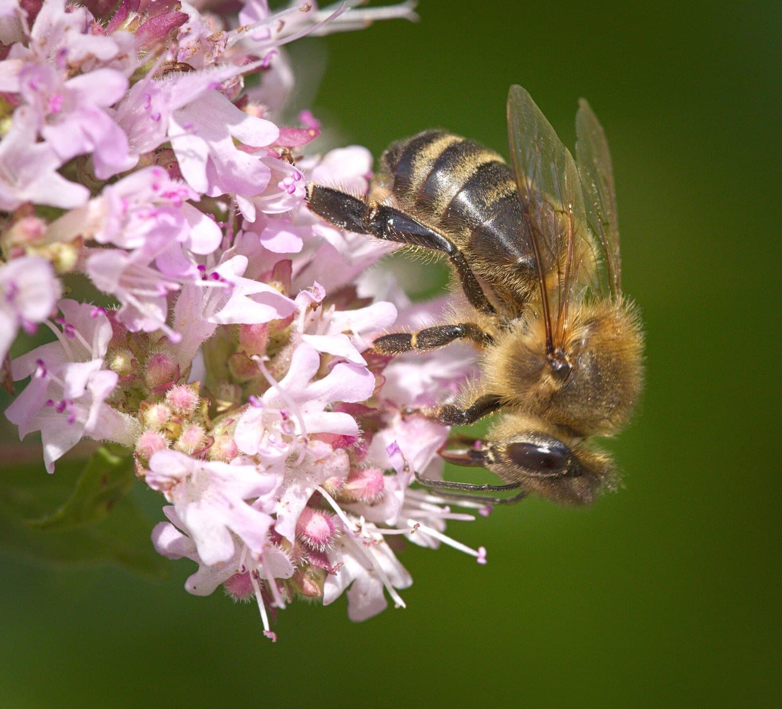 Honeybee on oregano flowers