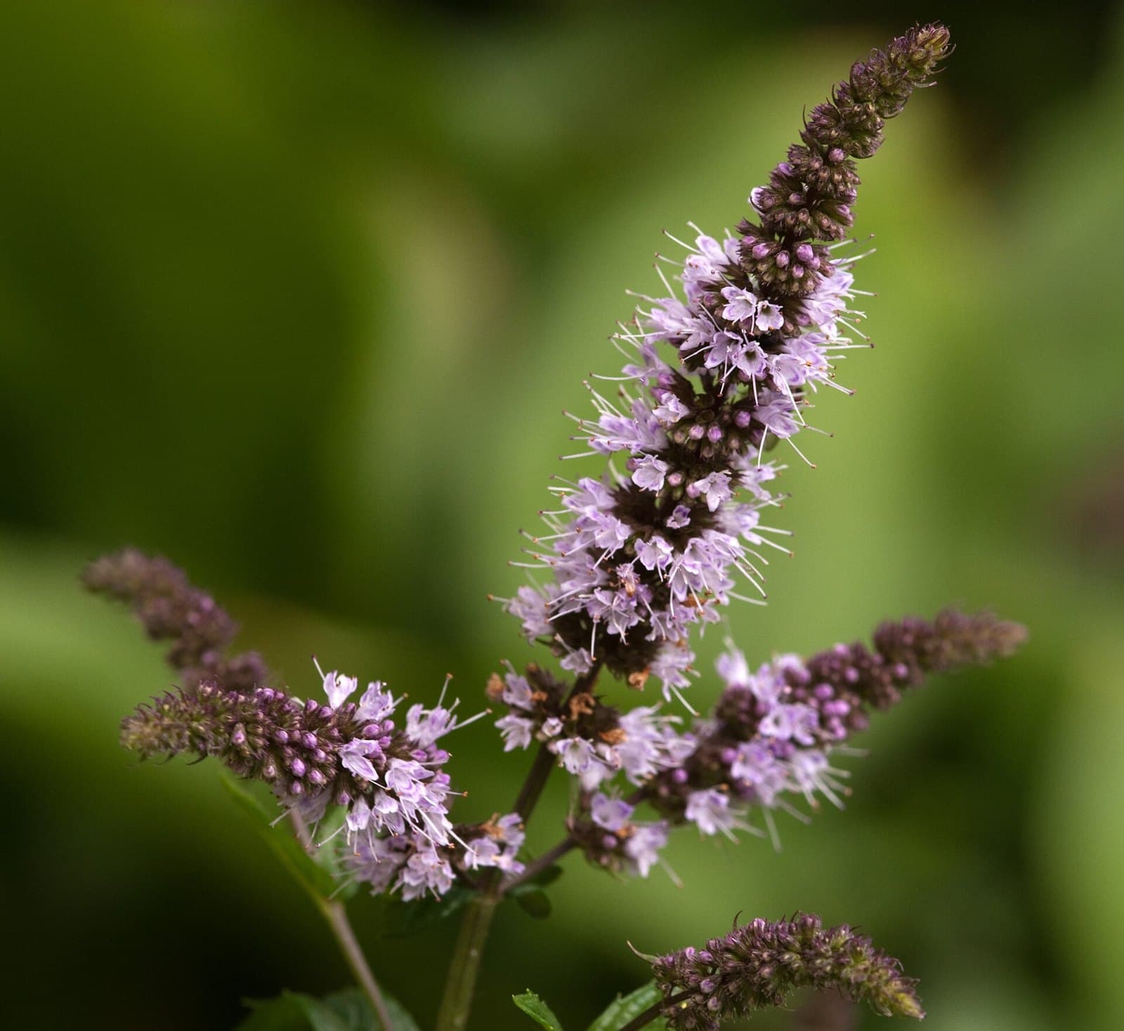 Peppermint (Mentha × piperita) in flower