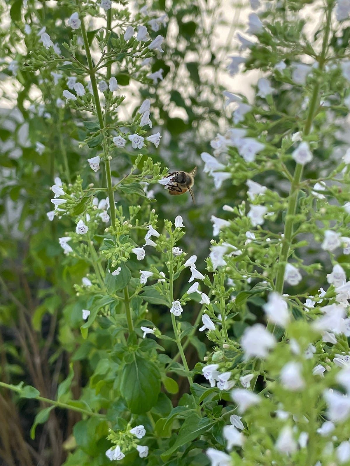Honeybee on marjoram flowers