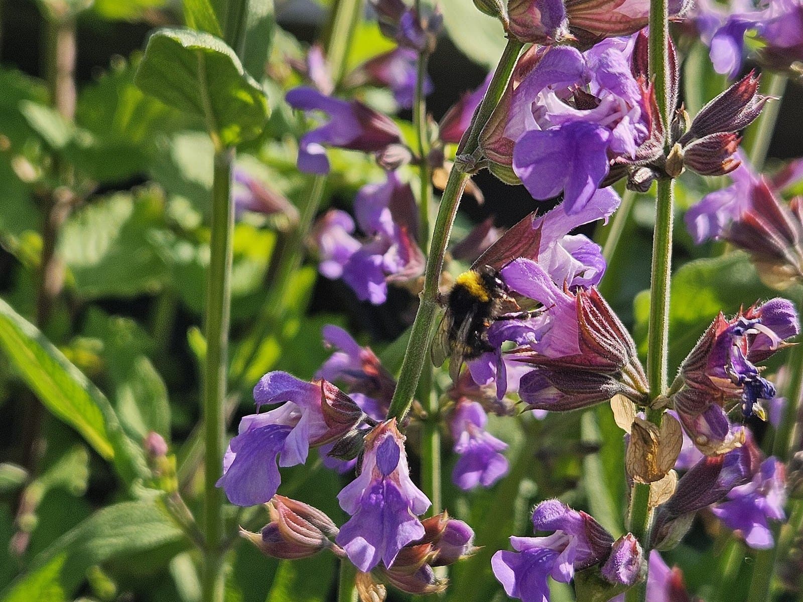 Bumblebee on common sage flowers