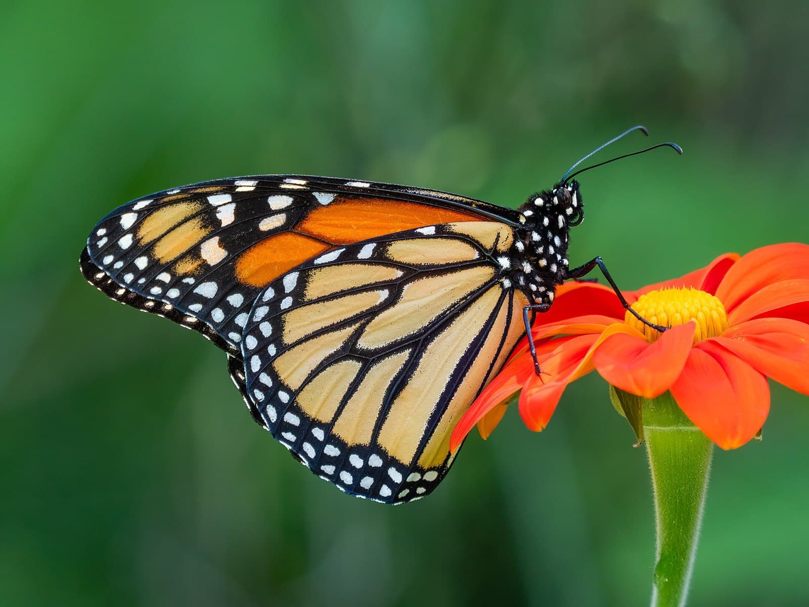 How to Create a Butterfly Garden in Australia