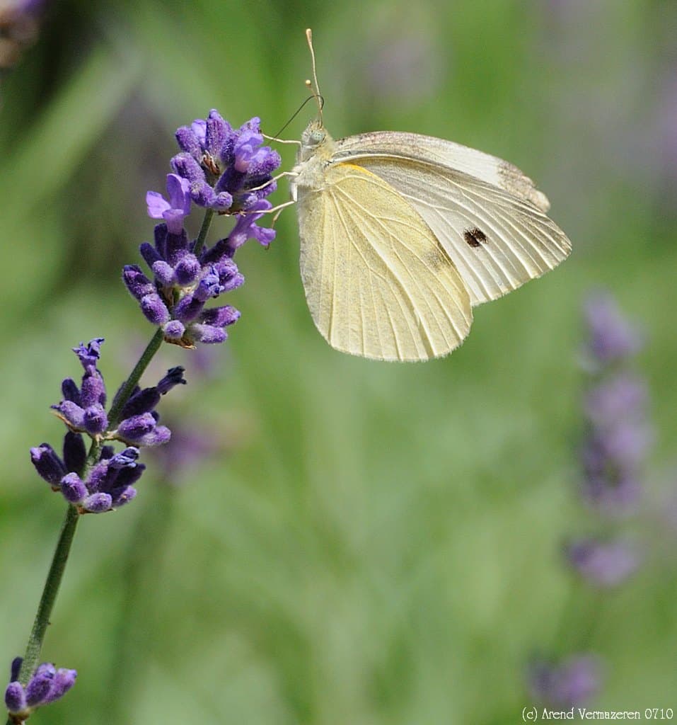 Butterfly feeding on lavender
