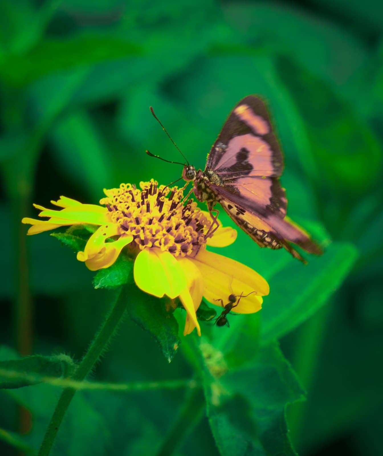 Butterfly feeding on a daisy flower