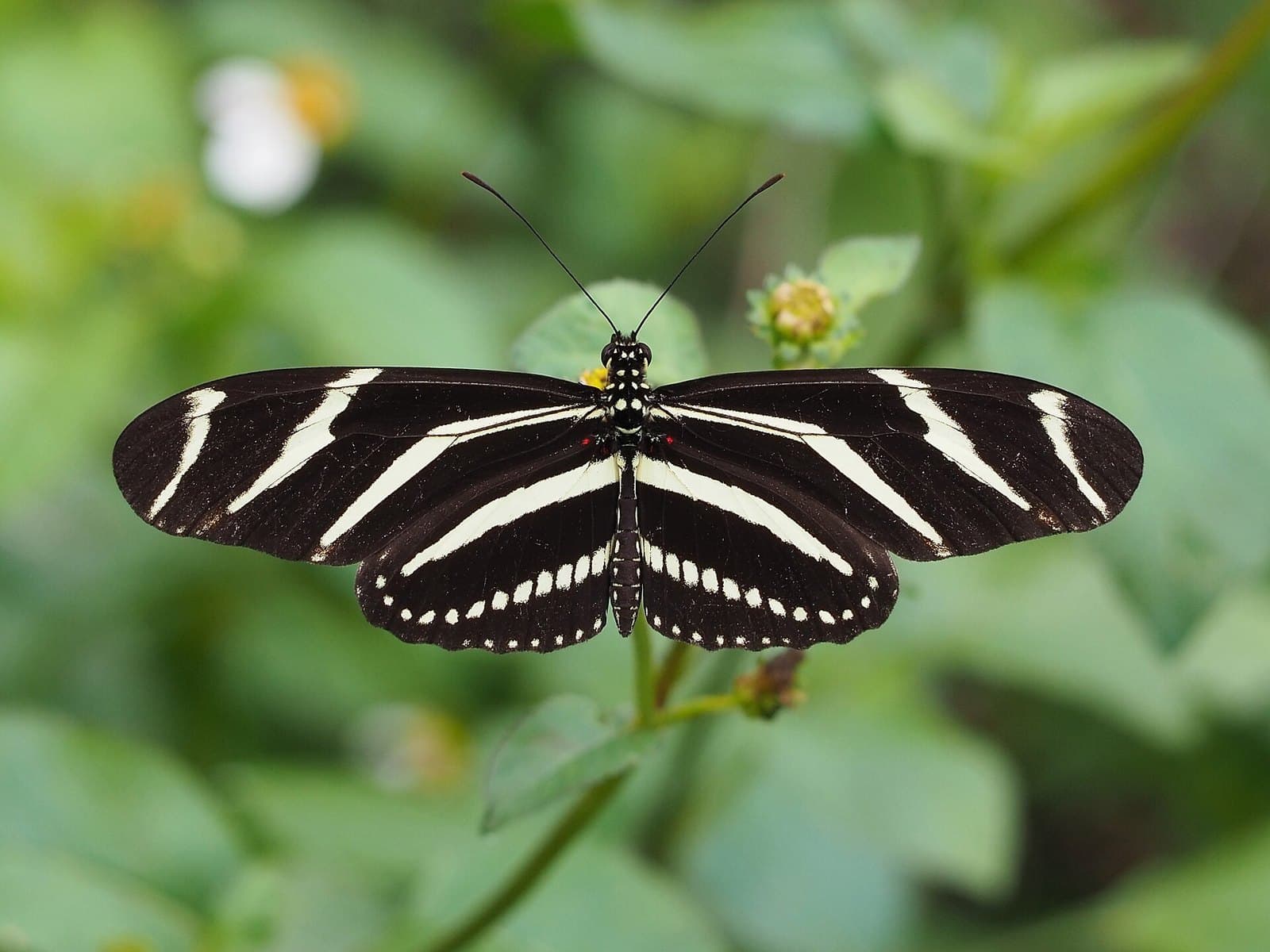 Zebra longwing butterfly (Heliconius charithonia)