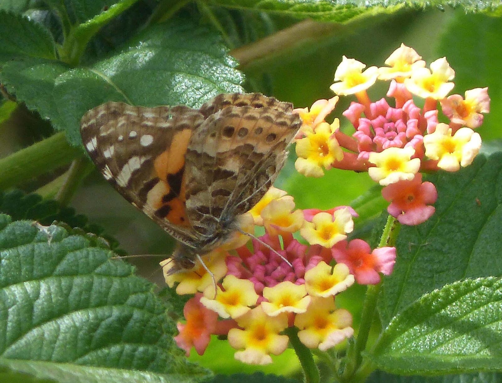 Australian painted lady butterfly on a flower