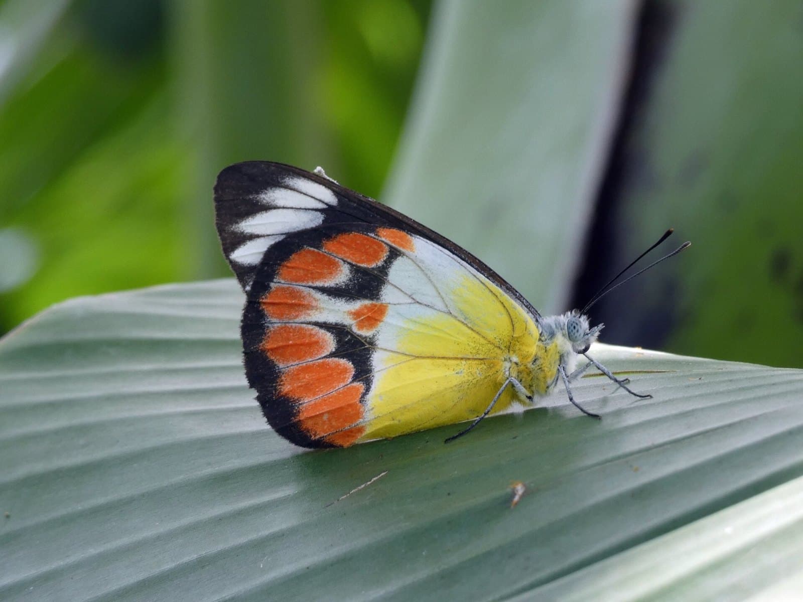 Red-spotted jezebel butterfly (Delias argenthona)
