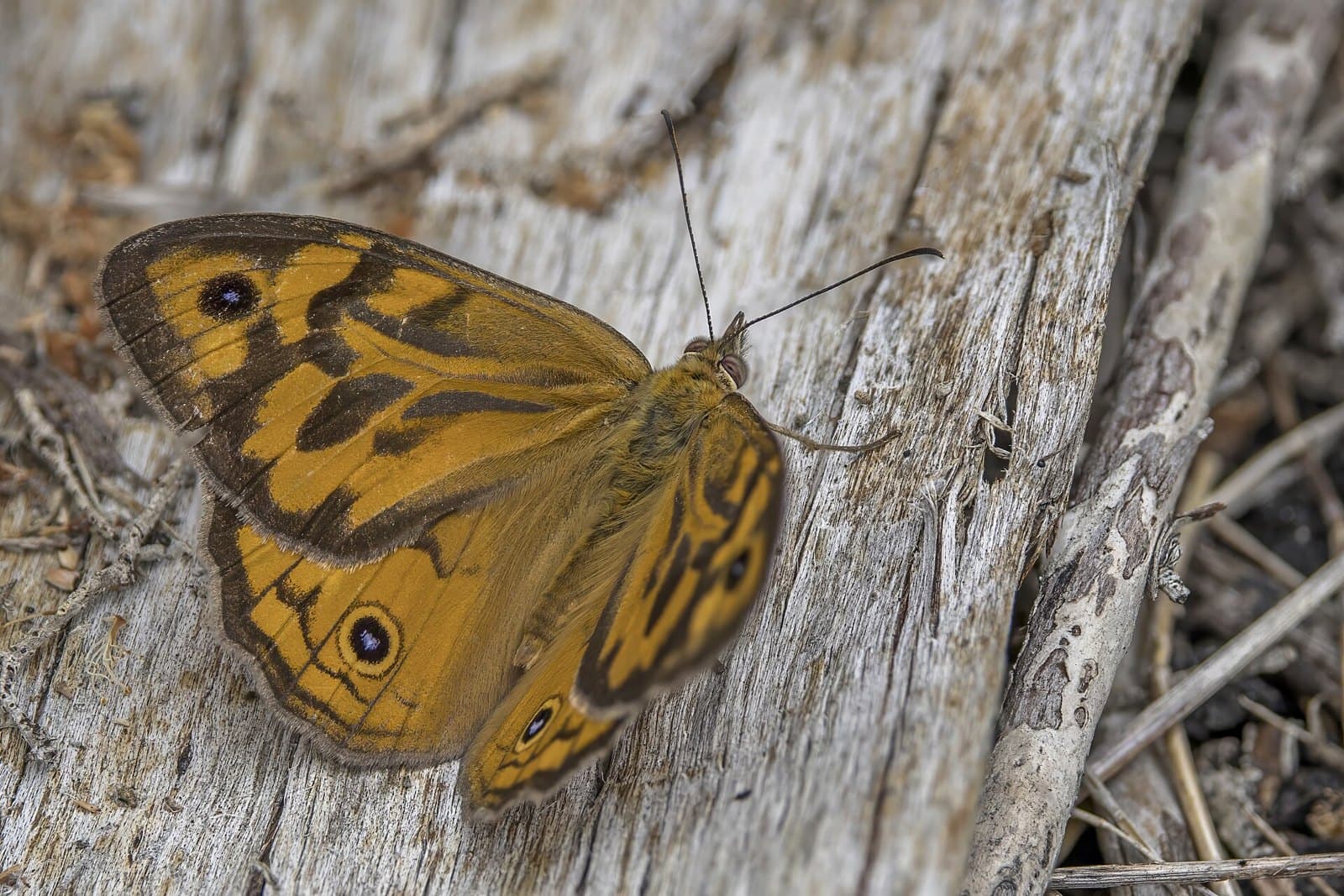 Common brown butterfly (Heteronympha merope)