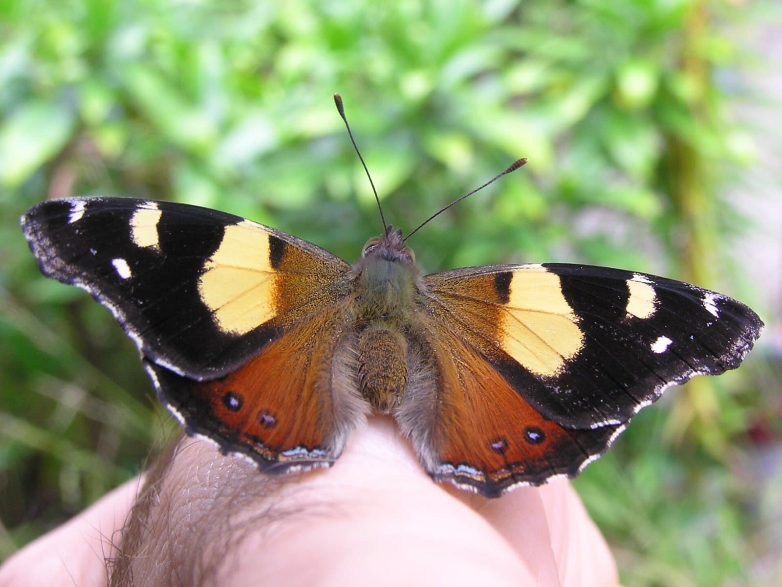 Yellow admiral butterfly (Vanessa itea)