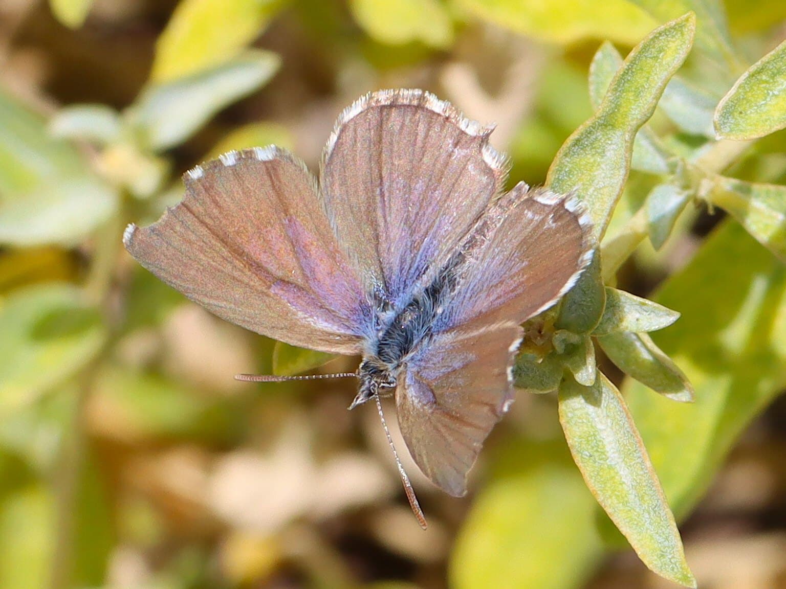 Saltbush blue butterfly (Theclinesthes serpentata)