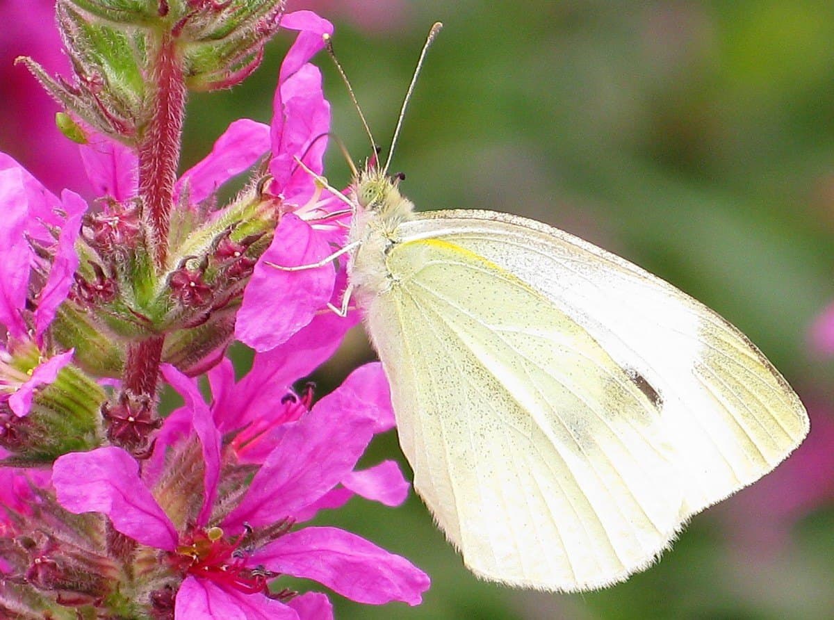 White butterfly on a pink flower