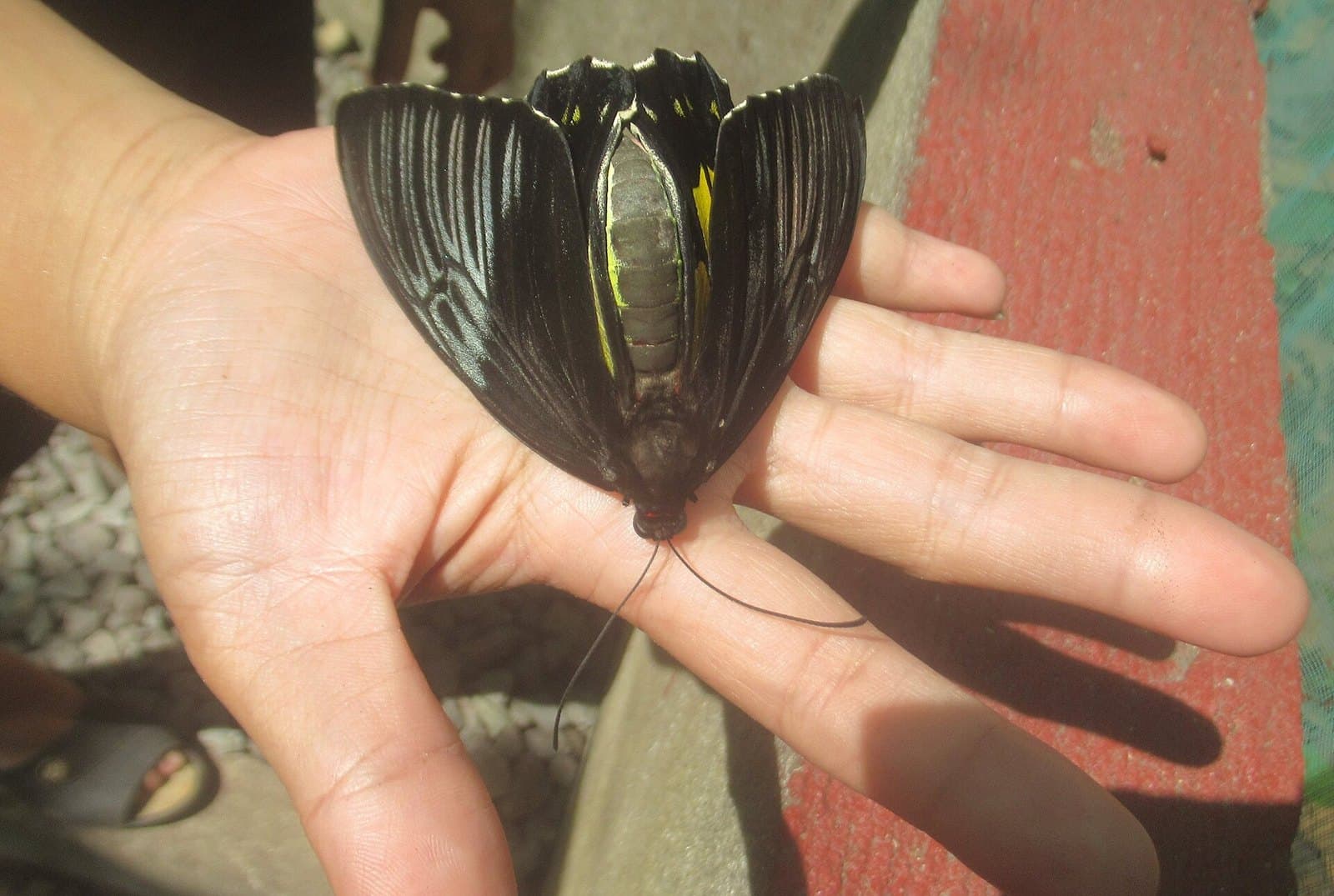 Close-up of a dead butterfly