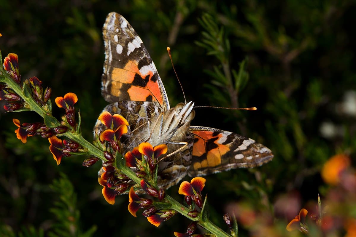 Australian painted lady butterfly (Vanessa kershawi)