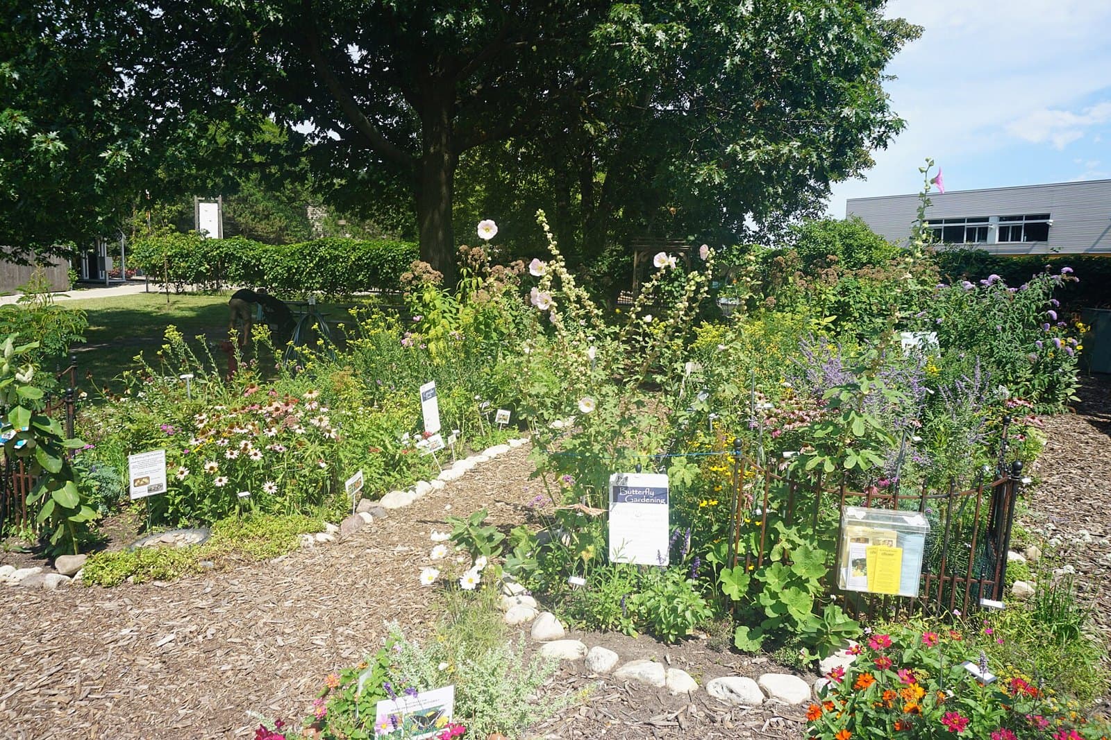 Butterfly garden with flowering plants