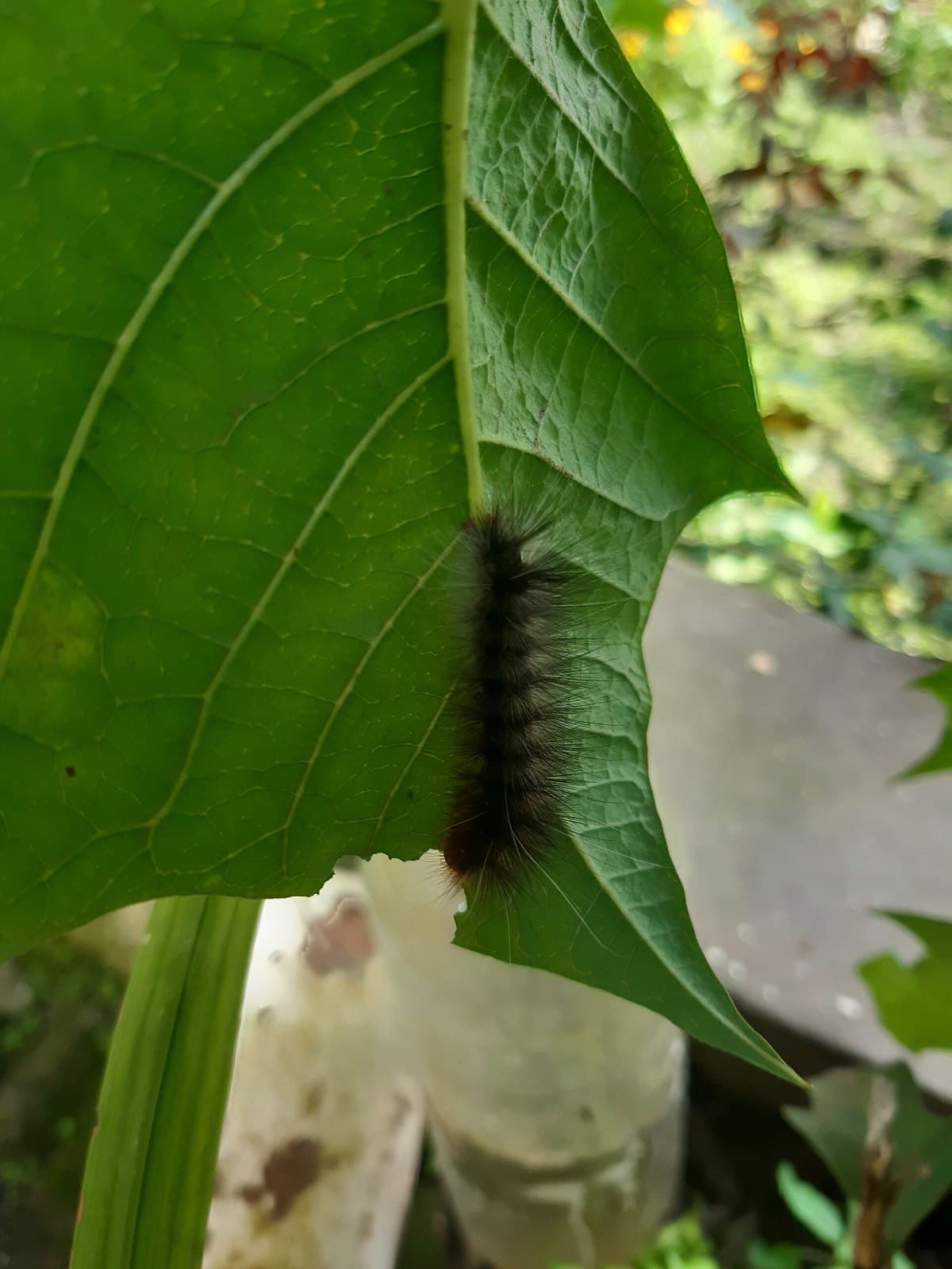 Caterpillar on a green leaf