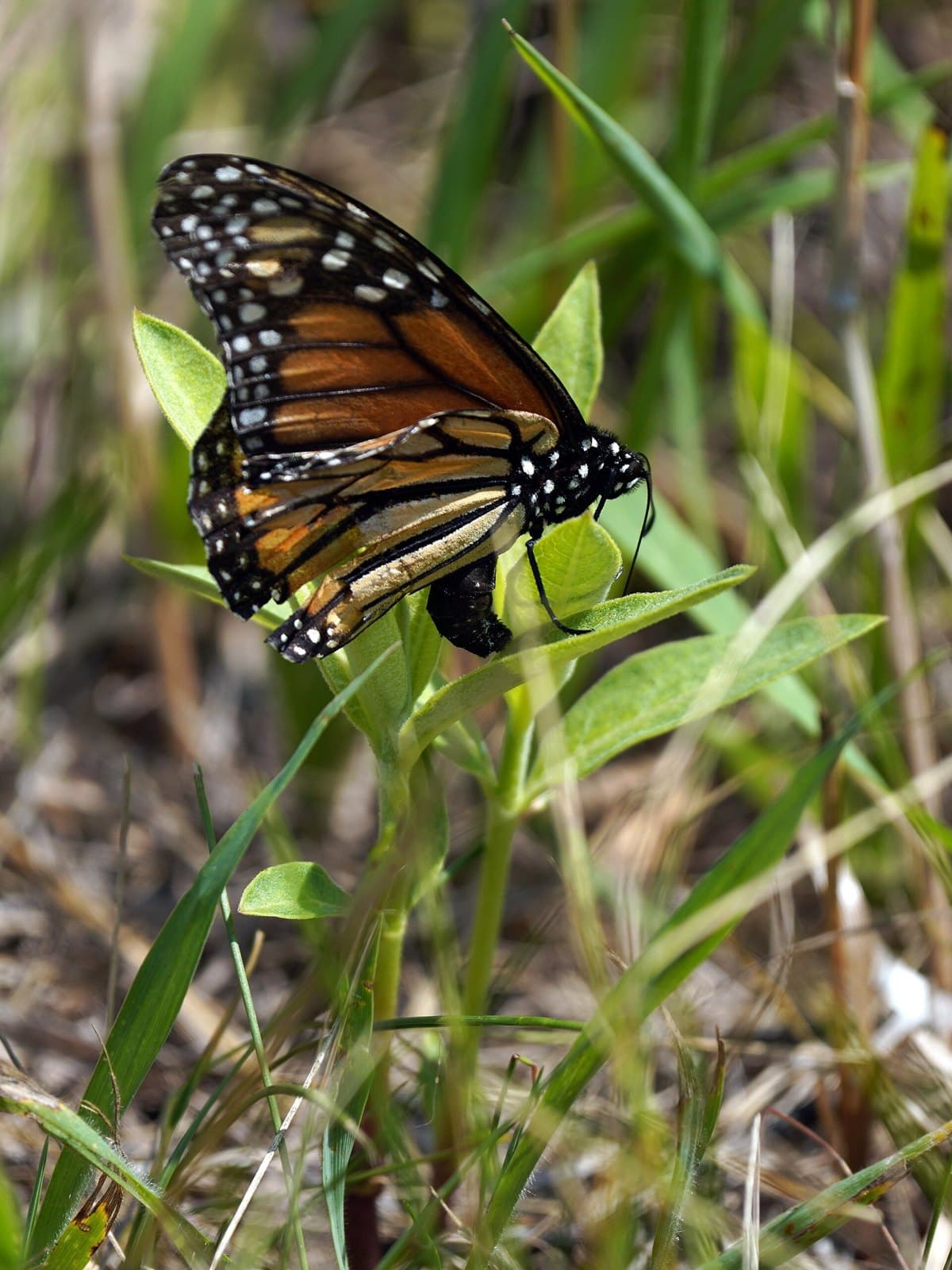 Monarch butterfly laying eggs on a leaf