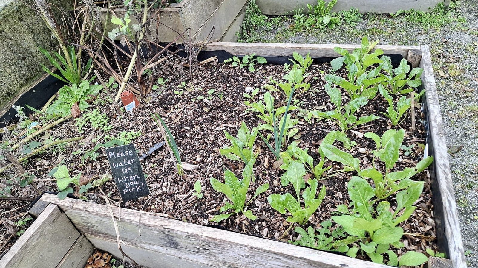 Raised beds in a community garden