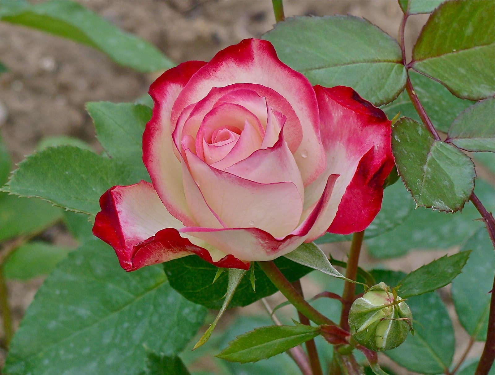 Hybrid tea rose and bud