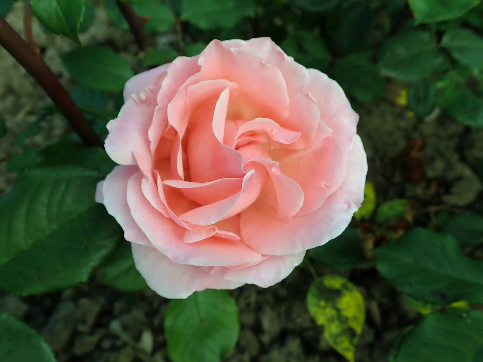 'Queen Elizabeth' grandiflora rose