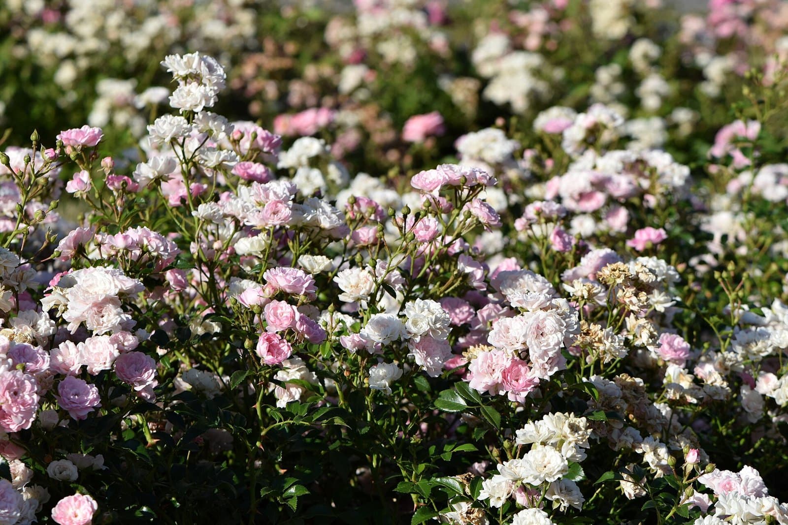 'The Fairy' polyantha rose