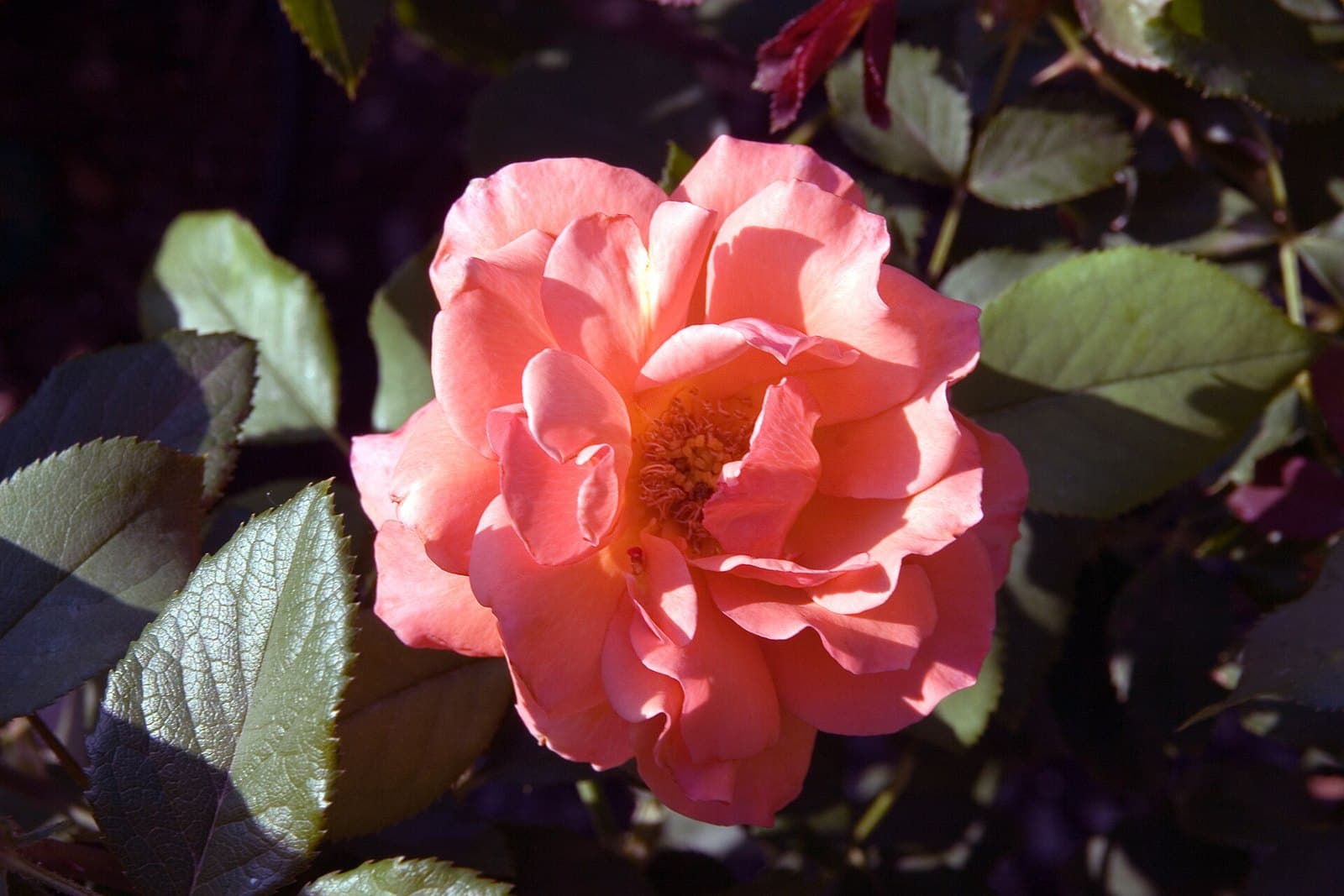 Floribunda rose 'Tuscan Sun'